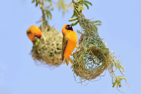 Güney Maskeli Dokumacı - Afrika Vahşi Kuşu