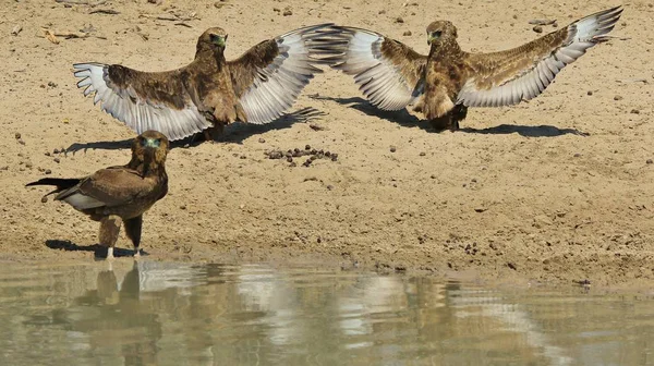 Bateleur Eagles Wilde Vogels Uit Afrika — Stockfoto