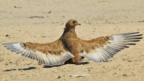 Bateleur Eagle Med Utsträckta Vingar Afrikansk Vild Fågel Bakgrund — Stockfoto