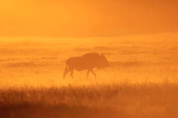 Blue Wildebeest at the sunset in Africa