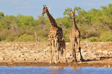 Savanna sulama yerinde güzel zürafalar doğal çekim 