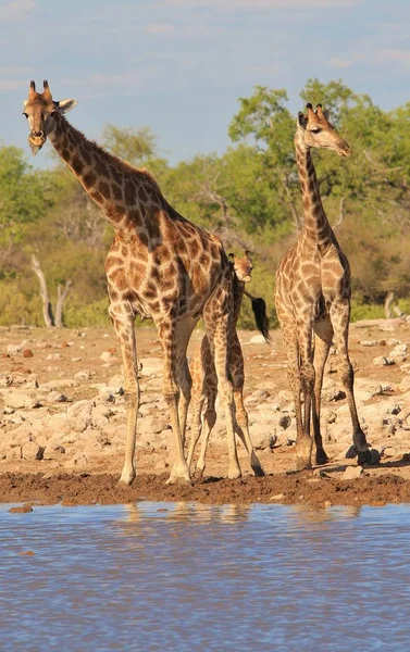 Savanna Sulama Yerinde Güzel Zürafalar Doğal Çekim — Stok fotoğraf