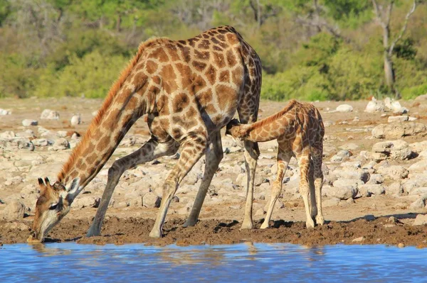 Plan Panoramique Belles Girafes Endroit Arrosage Savane — Photo