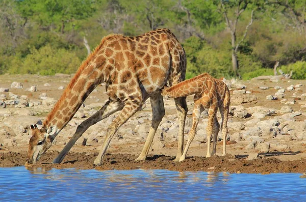 Scenic Shot Van Prachtige Giraffen Drenken Plaats Savanne — Stockfoto