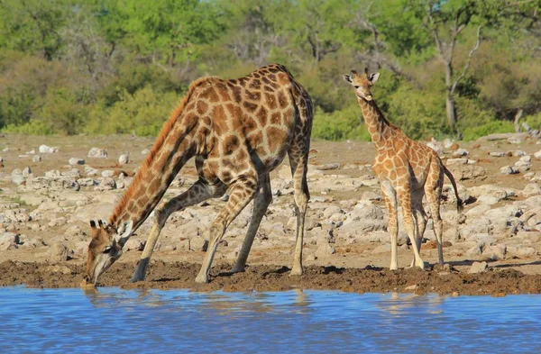 Scenic Shot Van Prachtige Giraffen Drenken Plaats Savanne — Stockfoto