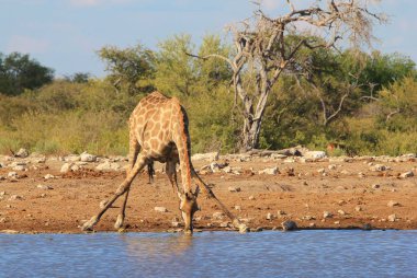 Zürafa - güzel Afrika Yaban Hayatı 