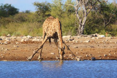 Zürafa - güzel Afrika Yaban Hayatı 