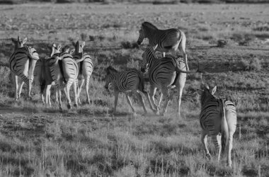 Namibya, güneybatı Afrika vahşi zebralar. İkonik siyah beyaz çizgileri ile bu hayvan doğanın sanatsal bir başyapıtı. Benzersiz desenler bireyleri ayırt