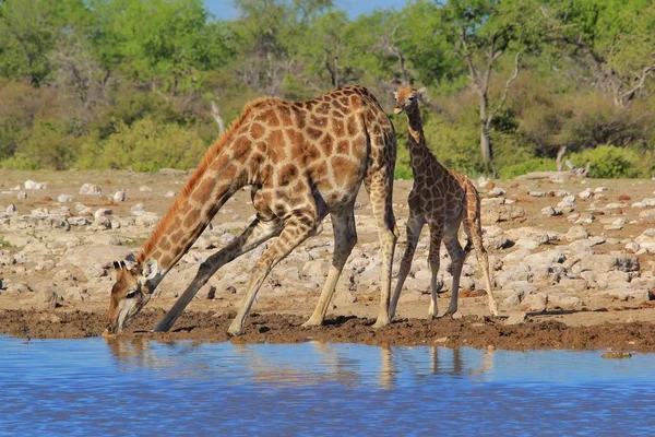 Scenic Shot Van Prachtige Giraffen Drenken Plaats Savanne — Stockfoto