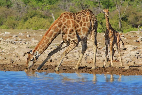 scenic shot of beautiful giraffes at watering place in Savanna