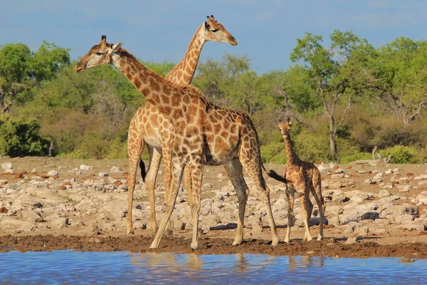 Scenic Shot Van Prachtige Giraffen Drenken Plaats Savanne — Stockfoto