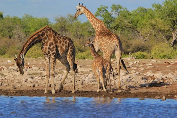 scenic shot of beautiful giraffes at watering place in Savanna