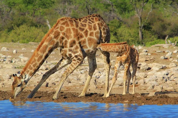 Scenic Shot Van Prachtige Giraffen Drenken Plaats Savanne — Stockfoto