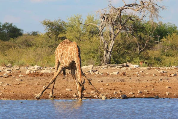 Giraffe - beautiful African Wildlife