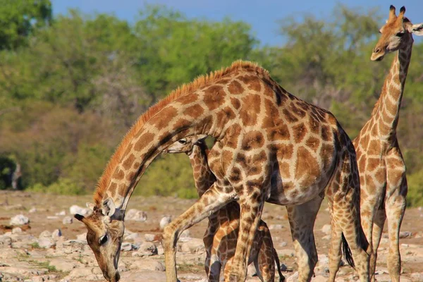 Savanna Güzel Zürafalar Doğal Çekim — Stok fotoğraf