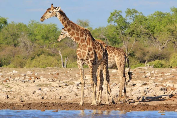 Plan Panoramique Belles Girafes Endroit Arrosage Savane — Photo