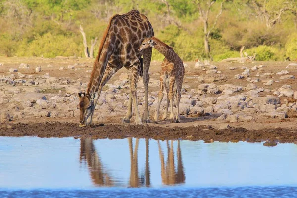Colpo Scenico Belle Giraffe Luogo Irrigazione Savanna — Foto Stock