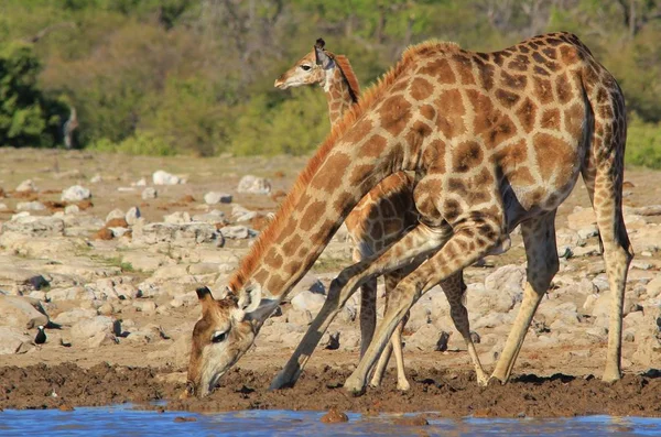 Scenic Shot Van Prachtige Giraffen Drenken Plaats Savanne — Stockfoto