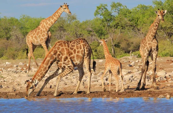 Scenic Shot Van Prachtige Giraffen Drenken Plaats Savanne — Stockfoto