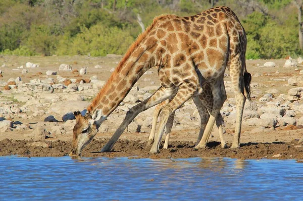 scenic shot of beautiful giraffes at watering place in Savanna