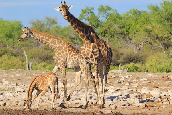 Savanna Sulama Yerinde Güzel Zürafalar Doğal Çekim — Stok fotoğraf