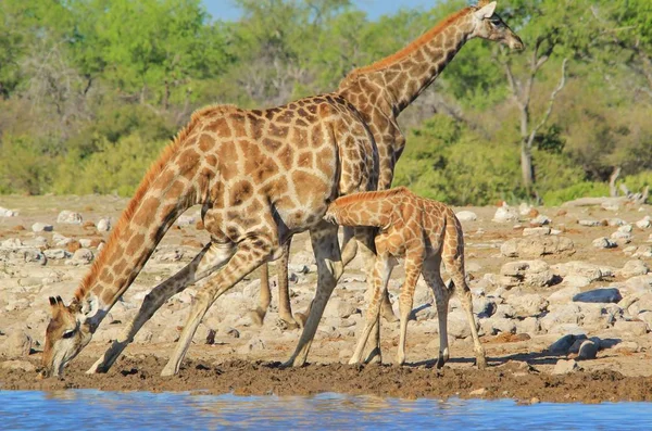 Scenic Shot Van Prachtige Giraffen Drenken Plaats Savanne — Stockfoto