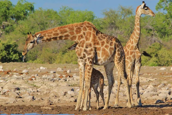 Schilderachtige Foto Van Prachtige Giraffen Savanne — Stockfoto