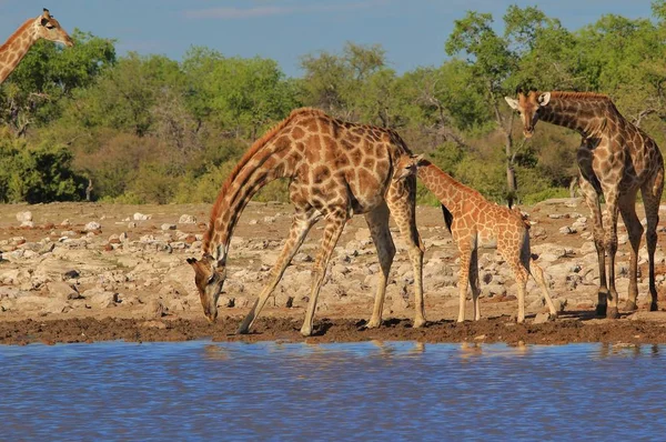 scenic shot of beautiful giraffes at watering place in Savanna