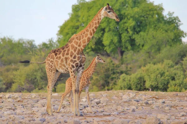 Scatto Panoramico Splendide Giraffe Savanna — Foto Stock