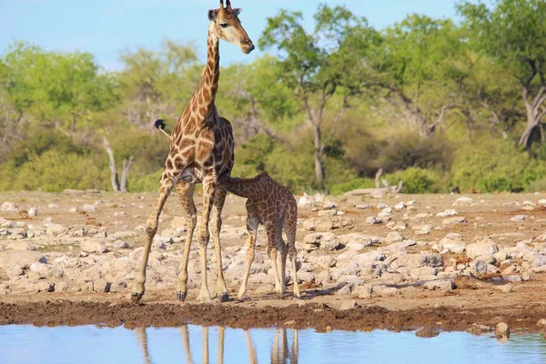 scenic shot of beautiful giraffes at watering place in Savanna