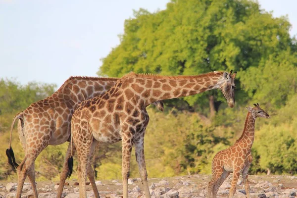 Savanna Güzel Zürafalar Doğal Çekim — Stok fotoğraf