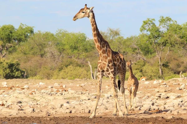 Scenic Shot Van Prachtige Giraffen Drenken Plaats Savanne — Stockfoto