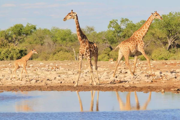 Scenic Shot Van Prachtige Giraffen Drenken Plaats Savanne — Stockfoto