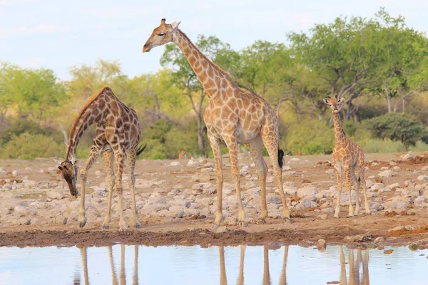 Scenic Shot Van Prachtige Giraffen Drenken Plaats Savanne — Stockfoto