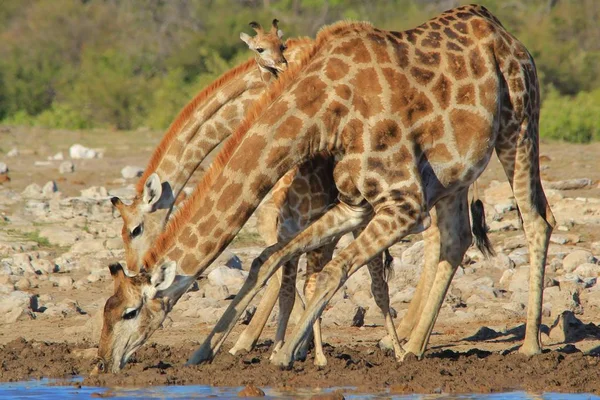 Malownicze Ujęcie Pięknych Żyrafy Podlewaniu Sawannie — Zdjęcie stockowe