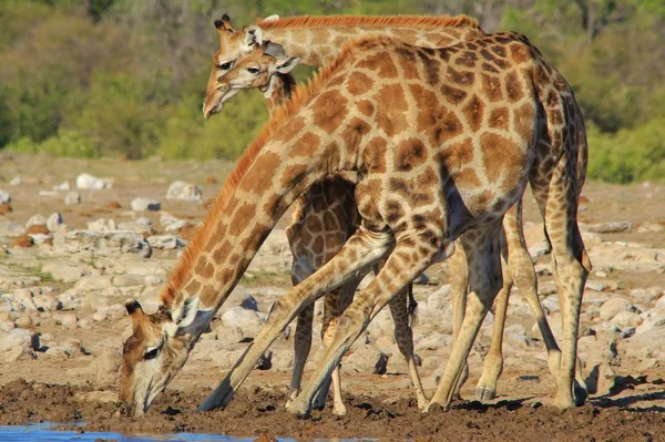 Plan Panoramique Belles Girafes Endroit Arrosage Savane — Photo