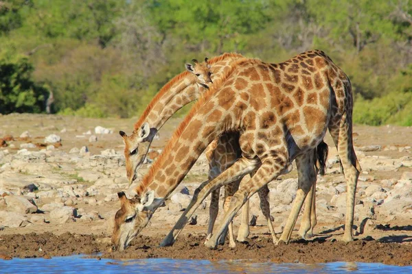 Scenic Shot Van Prachtige Giraffen Drenken Plaats Savanne — Stockfoto