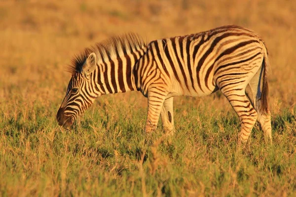 Pose Zébrée Burchell Dans Les Régions Sauvages Namibie Dans Sud — Photo