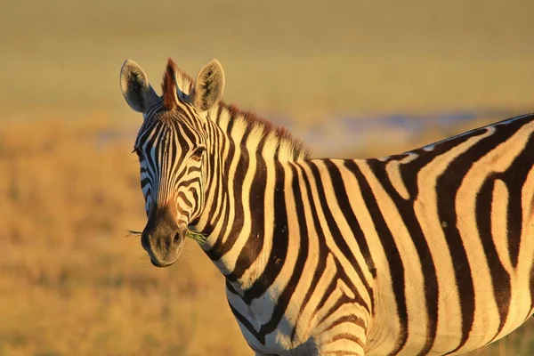 Burchell Zebra Pose Wilds Namibia Southwestern Africa Con Icónicas Rayas — Foto de Stock
