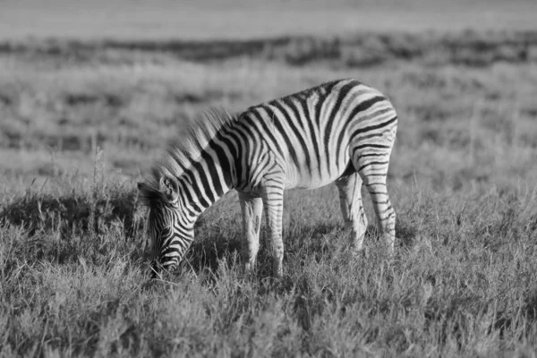 Burchells Zebra Pose Wildernis Van Namibië Zuidwestelijk Afrika Met Iconische — Stockfoto