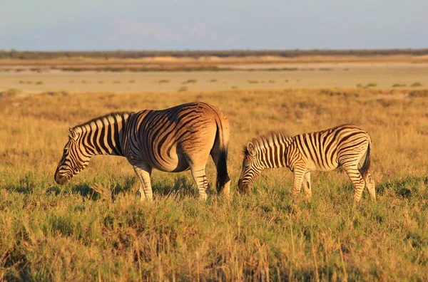 Zèbres Dans Les Régions Sauvages Namibie Afrique Sud Ouest Avec — Photo