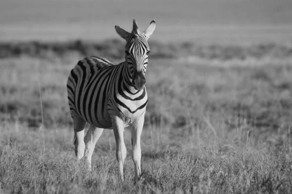 Burchell Zebra Namibya Vahşi Poz Güneybatı Afrika Konik Siyah Beyaz — Stok fotoğraf