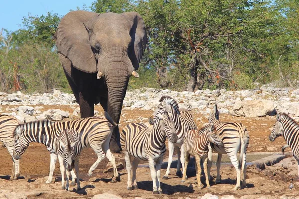 savanagüzel vahşi zebralar ve fil doğal çekim
