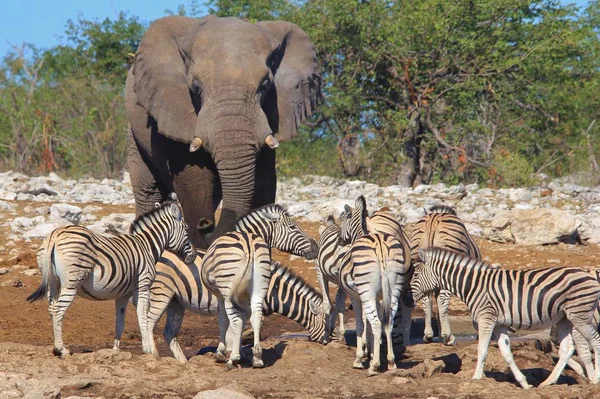 Colpo Panoramico Belle Zebre Selvatiche Elefante Savana — Foto Stock