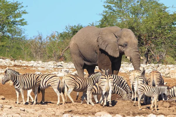 scenic shot of beautiful wild zebras and elephant in savanna