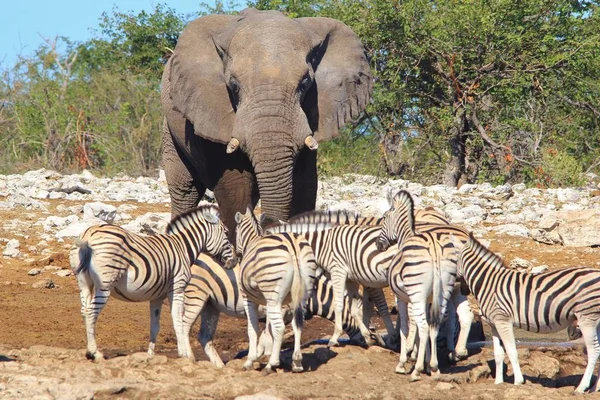 Szenische Aufnahme Von Schönen Wilden Zebras Und Elefanten Der Savanne — Stockfoto