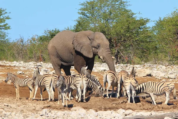 Scenic Shot Beautiful Wild Zebras Elephant Savanna — Stock Photo, Image