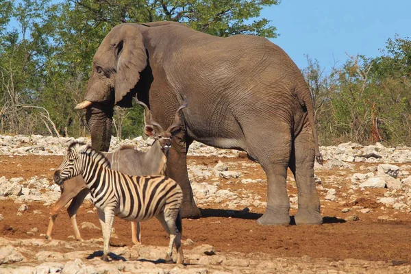 Plan Panoramique Beaux Zèbres Sauvages Éléphant Dans Savane — Photo