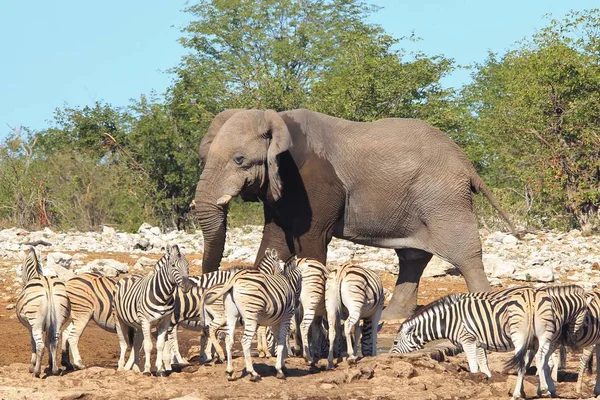 Pintoresca Toma Hermosas Cebras Salvajes Elefante Sabana —  Fotos de Stock