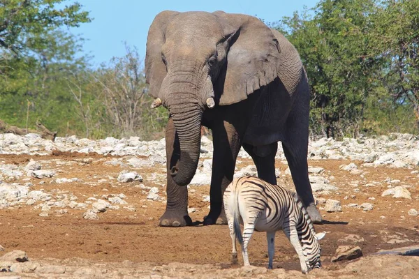 scenic shot of beautiful wild zebra and elephant in savanna